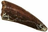 Fossil Triassic Reptile (Phytosaur) Tooth - New Mexico #219437-1